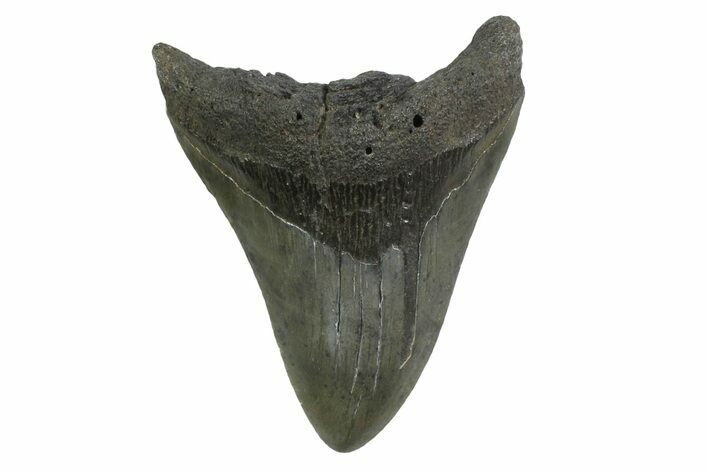 Bargain, Fossil Megalodon Tooth - South Carolina #356830